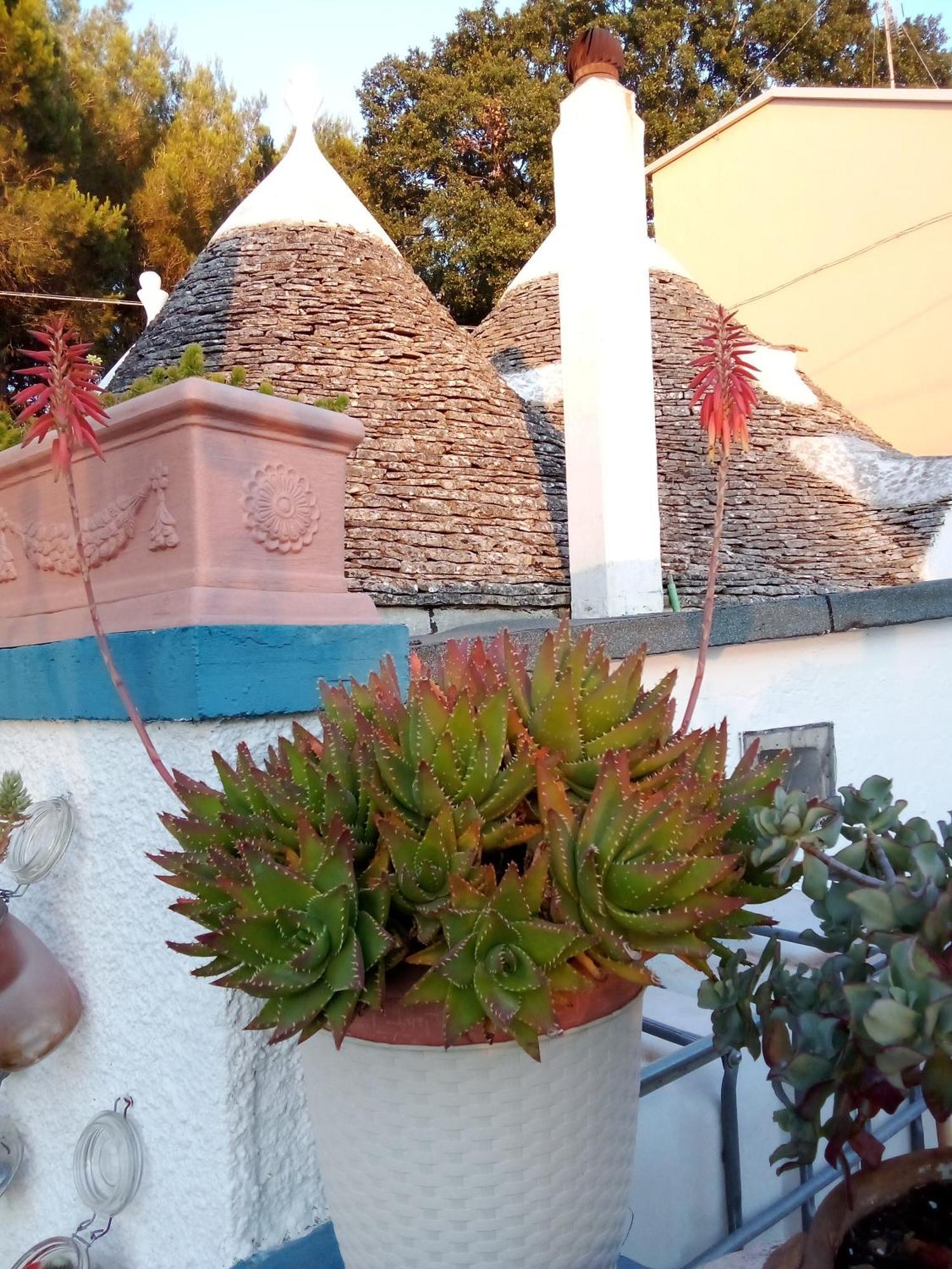 Casa Da Luisa Countryhouse Noci Dış mekan fotoğraf